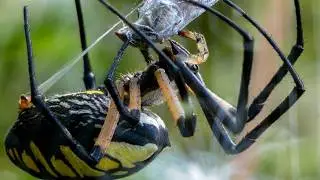 Yellow garden spider wrapping up / eating its prey on web