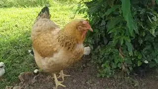 hen feeding chicks