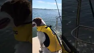 January 29, 2026 #florida #fishing #dog #safetyvest 
