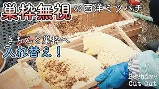 [vlog]巣枠無視で巣をつくった【西洋ミツバチ】😂養蜂スタートのために入れ替えをお手伝い🐝💨Honey Bee Cut Out