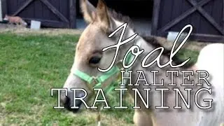 Foal Halter Training