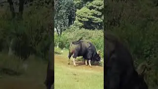 Never Seen Before Gaur Fight &ndash; The Most Intense Wild Indian Bison Battle Ever Captured.