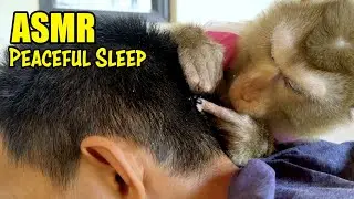 Most Satisfying Monkey Grooming ASMR | Relaxing Sounds To Fall Asleep Fast (No Talking)