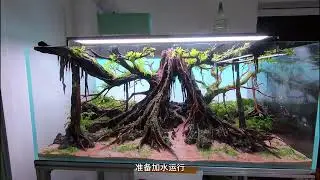 Tree Spirit &ndash; 13th Place Winner at IAPLC 2025 World Aquatic Plant Landscape Competition