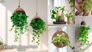 5 Money Plant Ideas & How to Grow Money Plant Healthy with Fast at Home//GREEN PLANTS