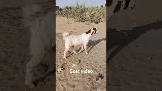 #Goat#goatboy#YT#shortsvideo #thar#trending #villagelife #amizingvideos