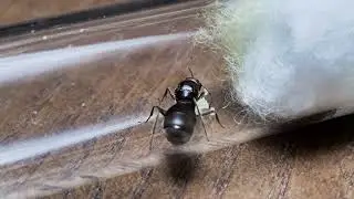 Mymrecocystus romaniei - honeypot ant colony