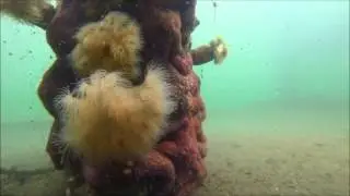 Pisaster ocraceus and Metridium farcimen.