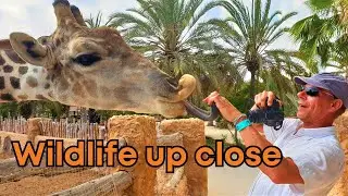 Exploring Rio Safari Elche: Europe's Premier Wildlife Park Experience