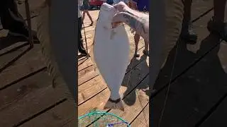 New Capitola Wharf Halibut #halibut fishing #halibut #pierfishing