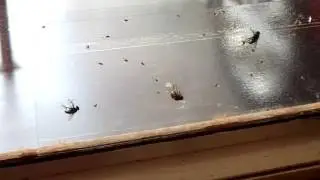 AN END TO FLIES IN YOUR FACE.   WINDOW FLY TRAPS