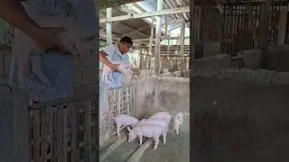 #pighusbandry #farming #pigfarming #hogger #pigindustry #pig #pigfeed #pigbreeding #farming101