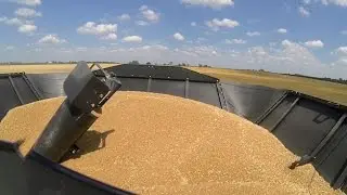 Vomitoxin in Wheat - Terry Klopfenstein - July 17, 2015