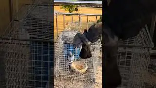 Smart and Effective Live Pigeon Trap Demonstration! #shorts #ytshorts