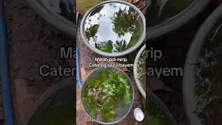 Menanam cabomba pakai tanah sawah #cabomba #tanamanaquascape #aquascape #minipond