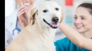 All you need to know about pet vaccinations from Woodgreen Pets Charity