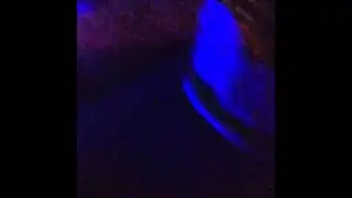 Danter's waltzer walking it
