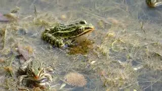 Northern Leopard Frogs, Waterloo, Ontario - clip P1120779