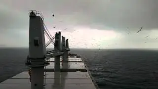 Birds attack ship at Japan