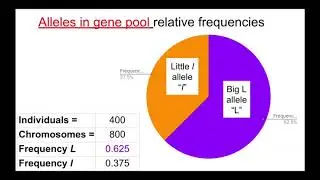 Changes in allele frequencies due to genetic drift