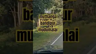 Best forest route for one day trip #kerala #karnataka #tamilnadu #forest #wildlife
