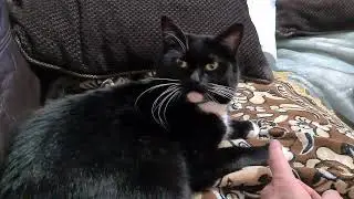 Side-eye, nibbles, and love