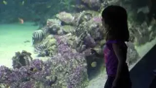 A Look Inside SEA LIFE Sydney Aquarium