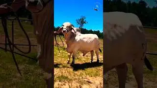 TOP CLASS GRAY BRAHMAN BULL 😎 | BRAHMAN BREED | S4SIDDIQUE #shorts #ytshorts #cow #brahman