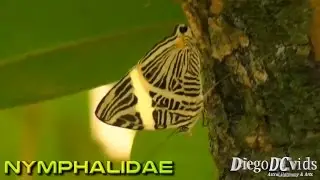 Colobura dirce Beauty Zebra Mosaic Butterfly (Nymphalinae - Coeini)