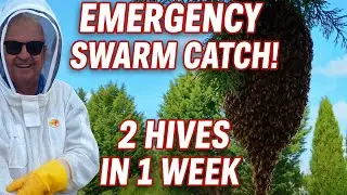 Emergency Swarm Catch! 🐝 2 Bee Hives in Just 1 Week!