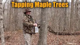 Tapping Maple Trees in Kentucky | Maple Season 2026