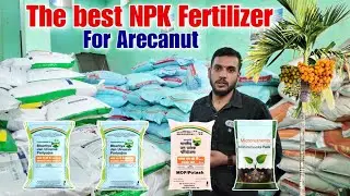 The best NPK Fertilizer for Arecanut| Fertilizer management in Arecanut| Pragyankrishi