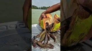 Best Coconut Fishing Trap Video in village Pond. Top fishing  #trap #fish #fishing