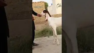 ablak goat | In two beautiful colors | excellent face quality