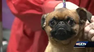 4 Days, 14,000 dogs: The Kentuckiana Cluster of Dog Shows returns to the Expo Center
