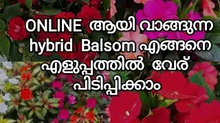 Hybrid Balsom എങ്ങനെ എളുപ്പത്തിൽ വേര് പിടിപ്പിക്കാം #malayalam#kerala  #gardenplants#nature#plants 