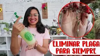 Cómo ELIMINAR COCHINILLA definitivamente│Candy Bu