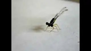 Damselfly (Zygoptera)