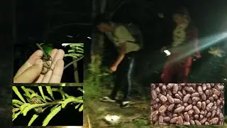 How to catching insects for food at night.