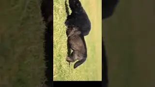 Puppies' intial Sound #shorts  #viral  #viralshorts