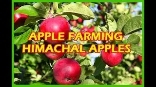 Apple Plants | Rajat Nishant Biotech Himachal Pradesh
