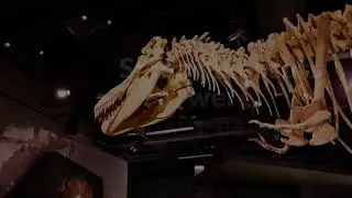 Fun Dinosaur Facts for Kids