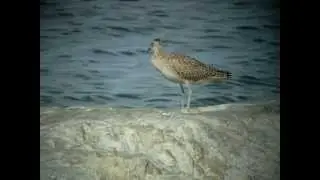 Courlis corlieu / Whimbrel