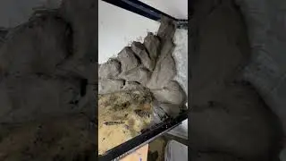 Sneak peak at a new budget vivarium build #reptileshorts #nature #herplife #takydromus #concrete