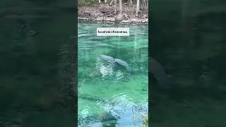 Manatee Sanctuary at Blue Spring State Park is one of our FAVORITE Florida State Parks