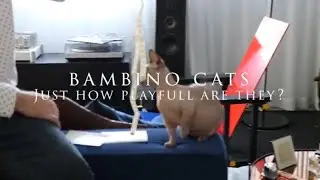 Just how playful is a Bambino cat?