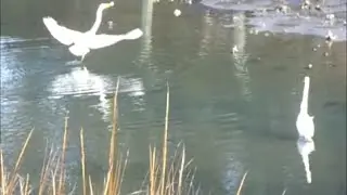Great Egrets Feeding