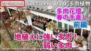 302{多肉植物}春の多肉花壇🌷手直し前編 ◆地植えに強い多肉Succulent
