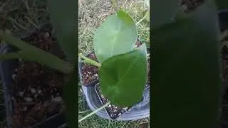 Alocasia tarro giant elephant ears plants from seeds parte 1