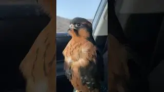 Cooling off in the AC after flying hard. 🌬️ #aplomadofalcon #falconry